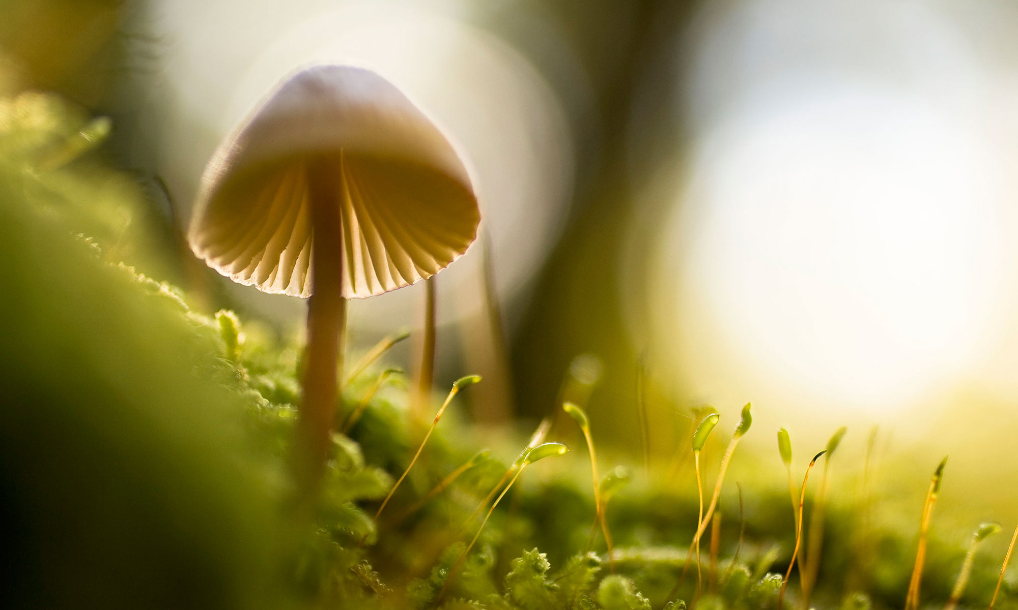 On the forest floor