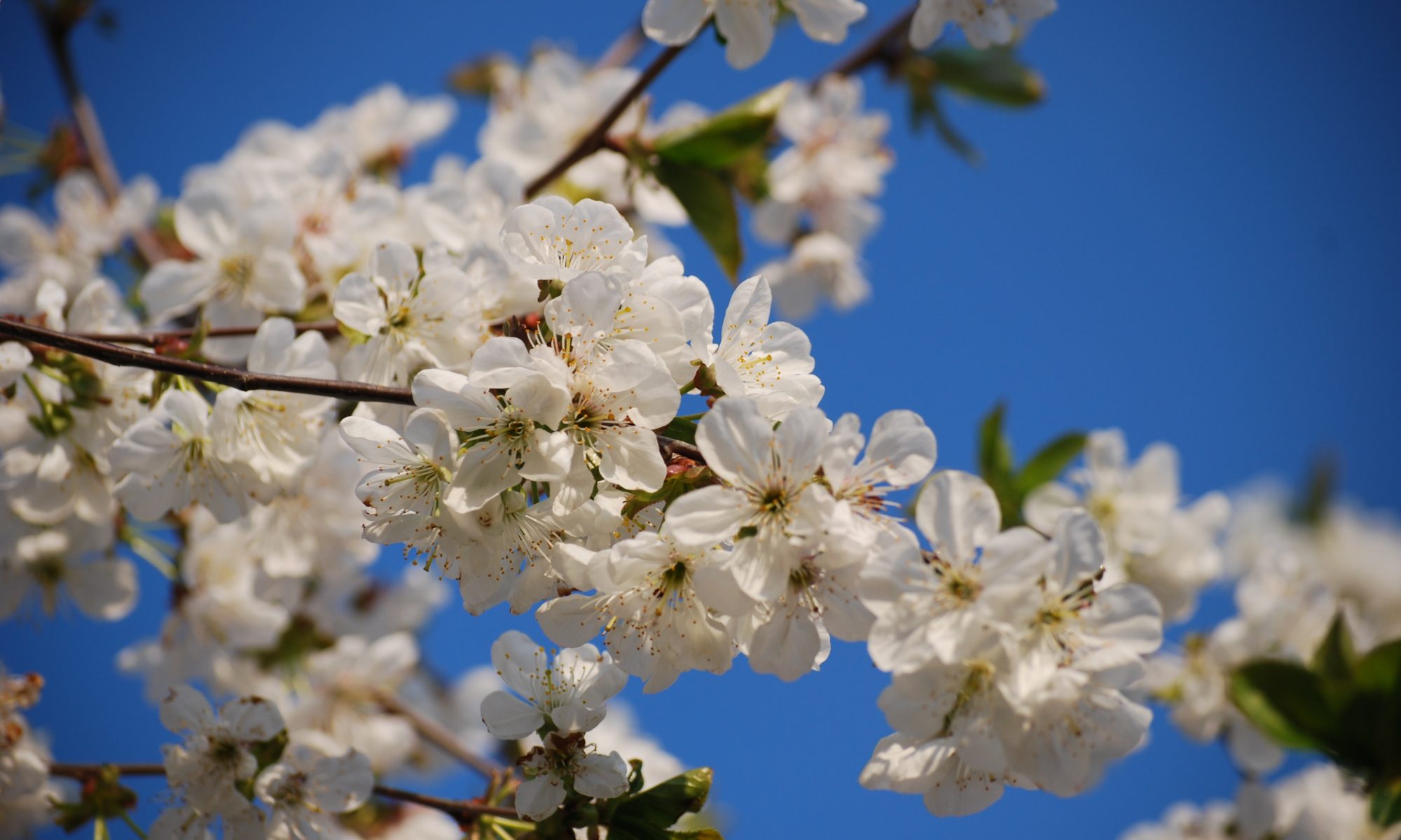 Cherry blossoms